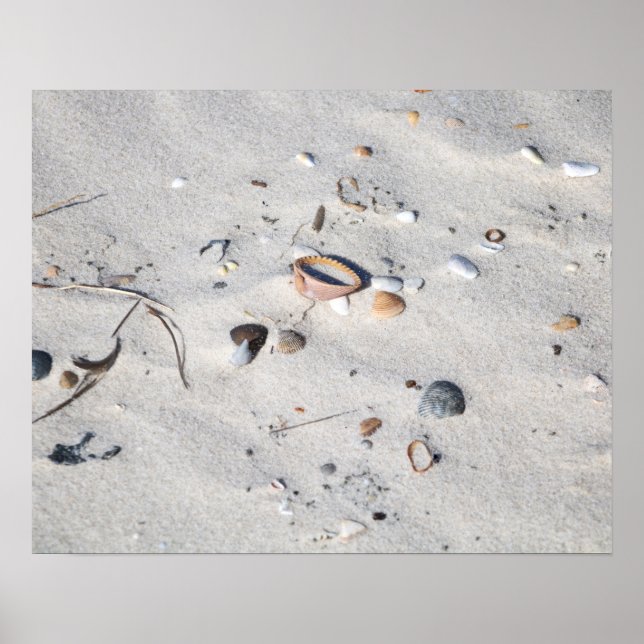 Seashells in the Sand Colour 16x20 Poster (Front)