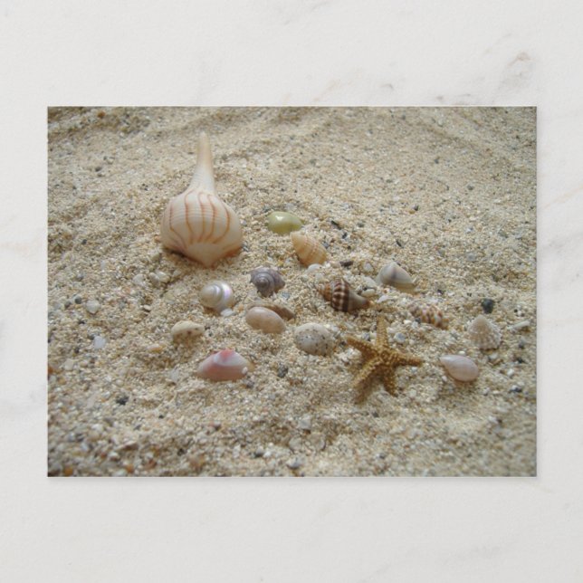 Seashells in the Sand Postcard (Front)