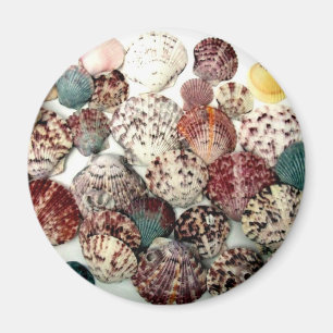 Seashells Magnet