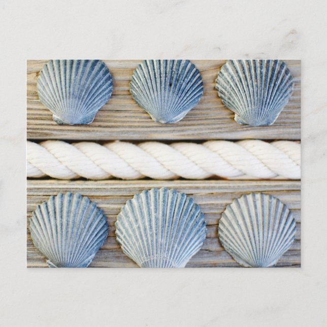 Seashells | New York City Postcard (Front)