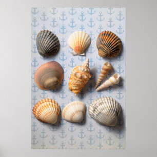 Seashells On Anchor Backdrop Poster