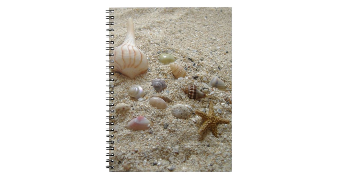 Essay about seashells image