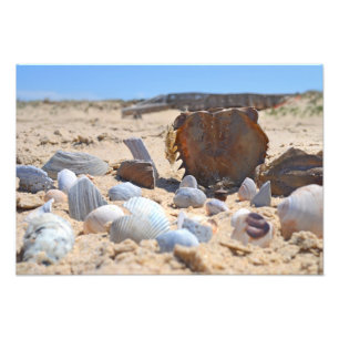 Seashells on the Beach by Shirley Taylor Photo Print