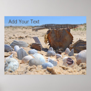 Seashells on the Beach by Shirley Taylor Poster