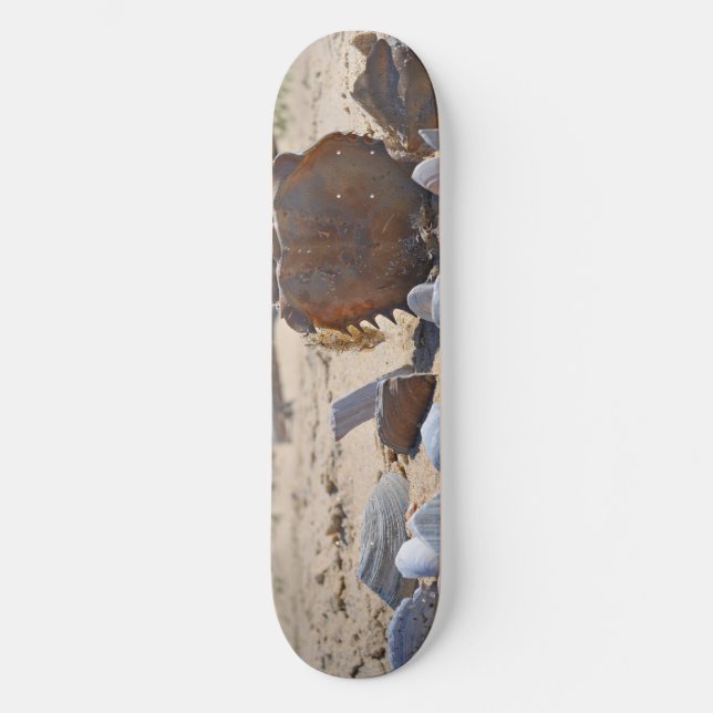 Seashells on the Beach by Shirley Taylor Skateboard (Front)