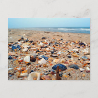 Seashells on the Beach Post Card