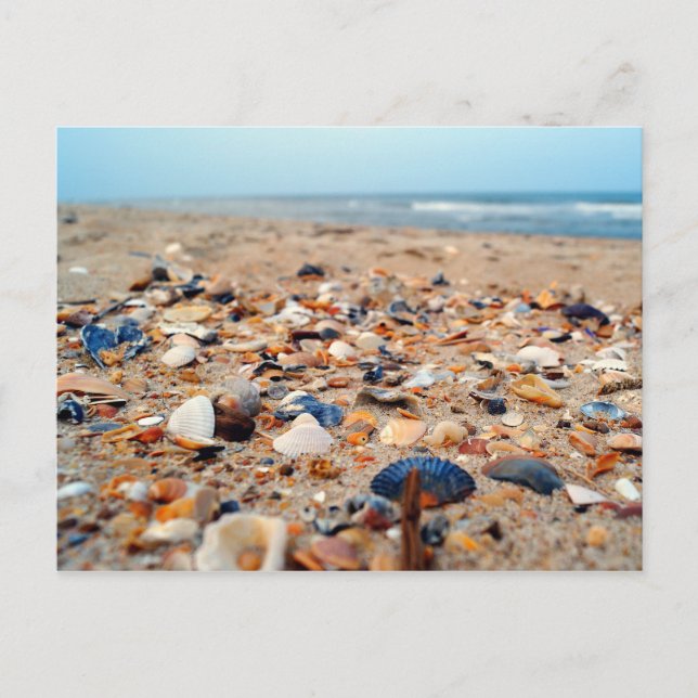 Seashells on the Beach Post Card (Front)