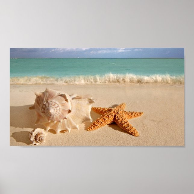 Seashells on the beach poster (Front)