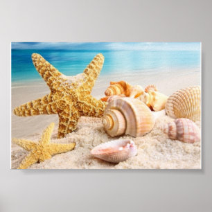 Seashells on the beach poster
