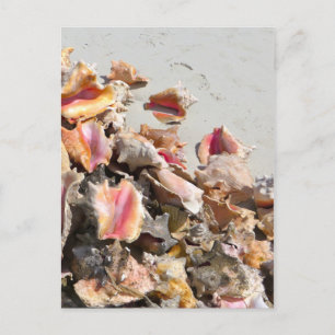 Seashells on the Beach Turks and Caicos Photo Postcard