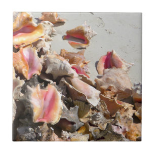 Seashells on the Beach   Turks and Caicos Photo Tile