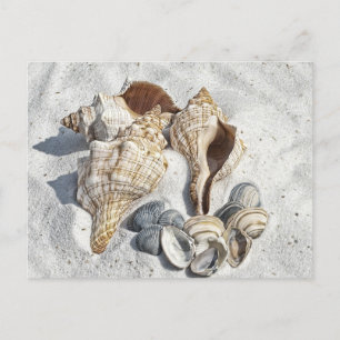 Seashells on the White Sant Beach  Postcard