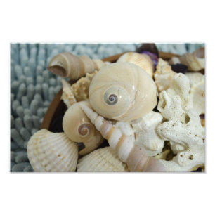 Seashells ! photo print