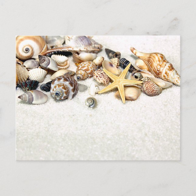 Seashells Postcard (Front)