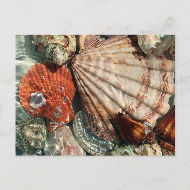 Seashells Postcard (Front)