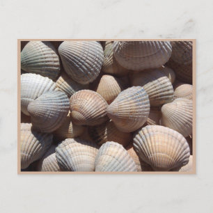 Seashells Postcard