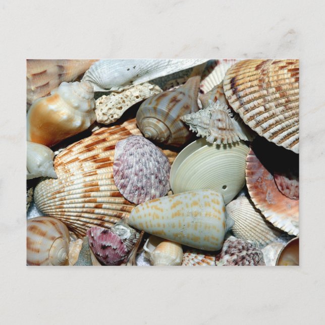 seashells postcard (Front)