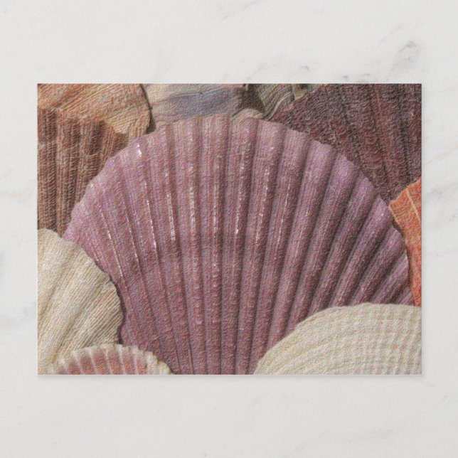 Seashells Postcard (Front)