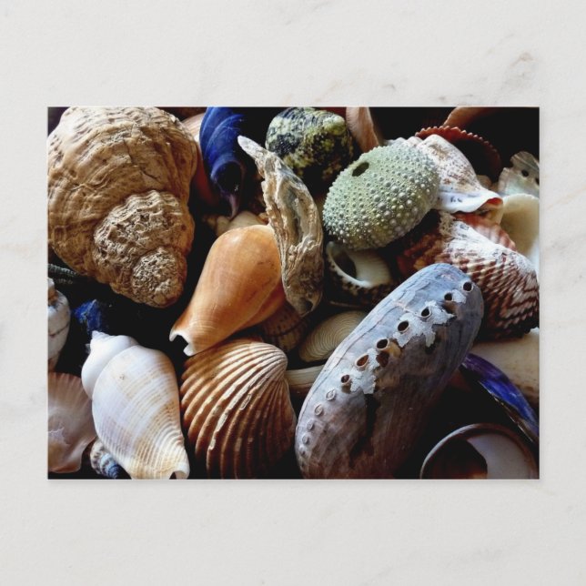 Seashells Postcard (Front)