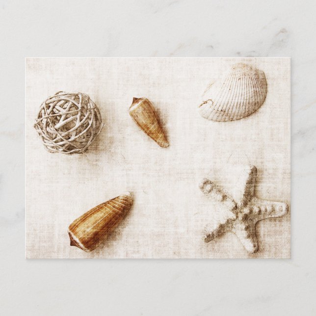 seashells postcard (Front)