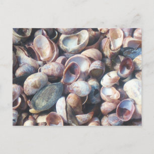 Seashells Postcard