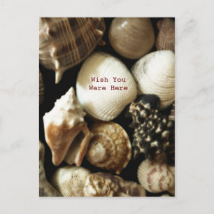 Seashells Postcard