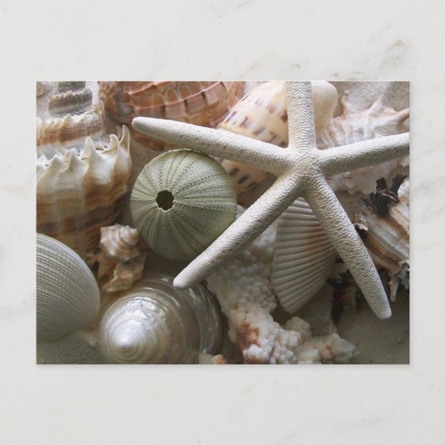 Seashells Postcard (Front)