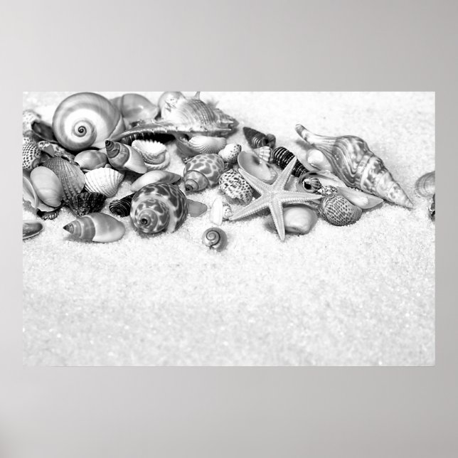Seashells Poster (Front)