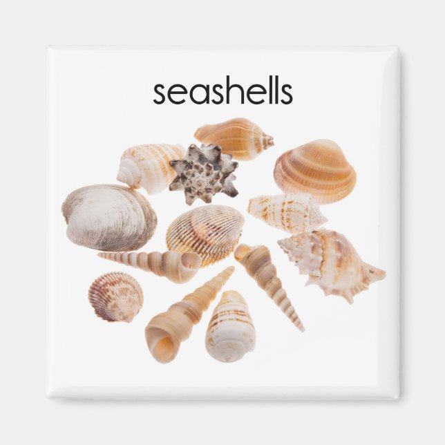 Seashells Refrigerator Magnet (Front)