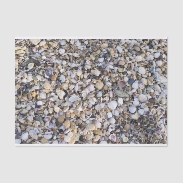 Seashells Tissue Paper (Front)