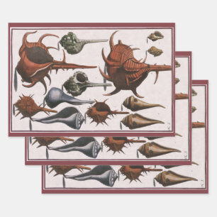 Seashells, Vintage Sea Shells, Ocean Marine Life Wrapping Paper Sheet
