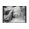 seashells white sand bw rsvp