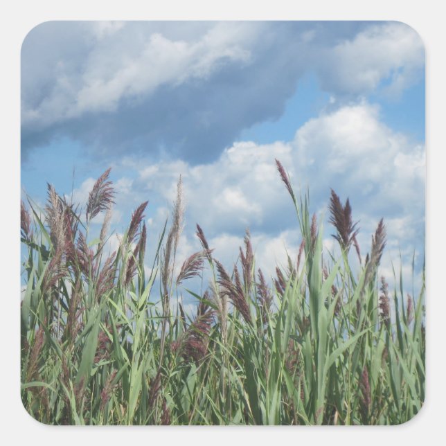 Seashore Marsh Sticker (Front)