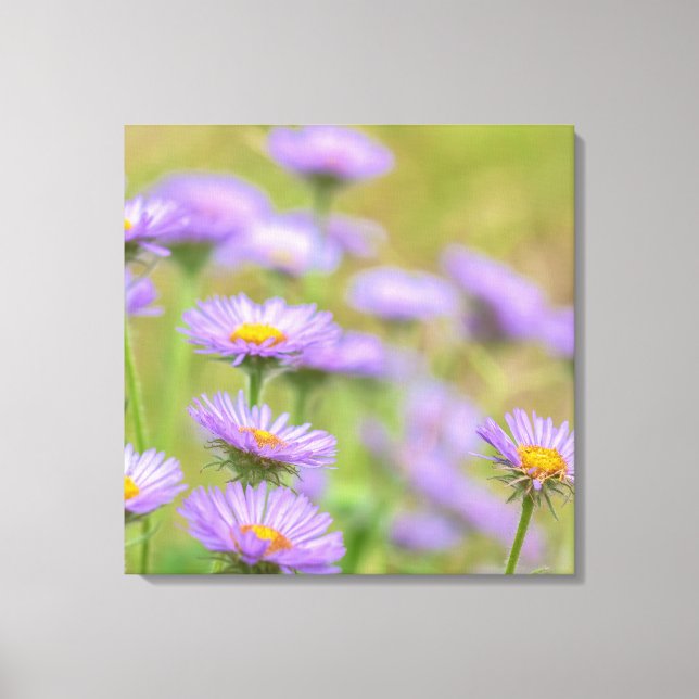 Seaside Daisies Canvas Print (Front)