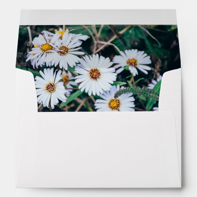 Seaside Daisies | Envelope (Back (Bottom))