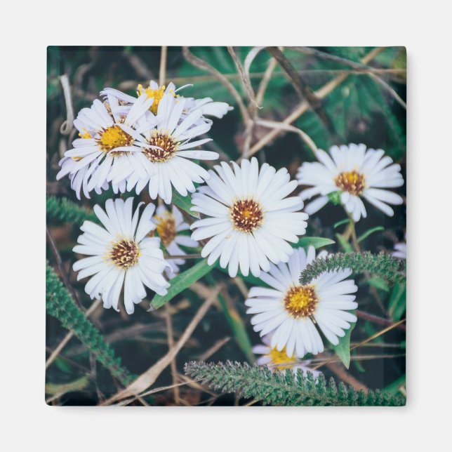 Seaside Daisies | Magnet (Front)