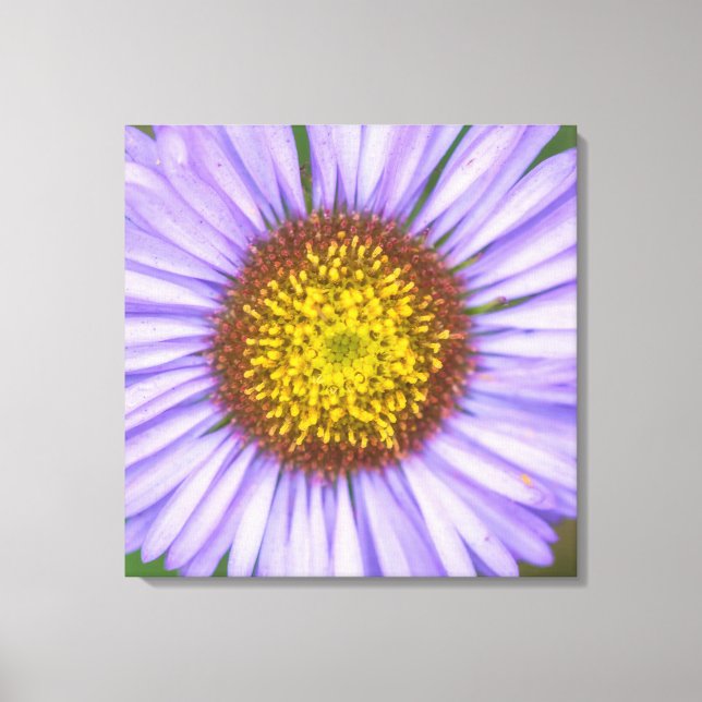 Seaside Daisy Canvas Print (Front)