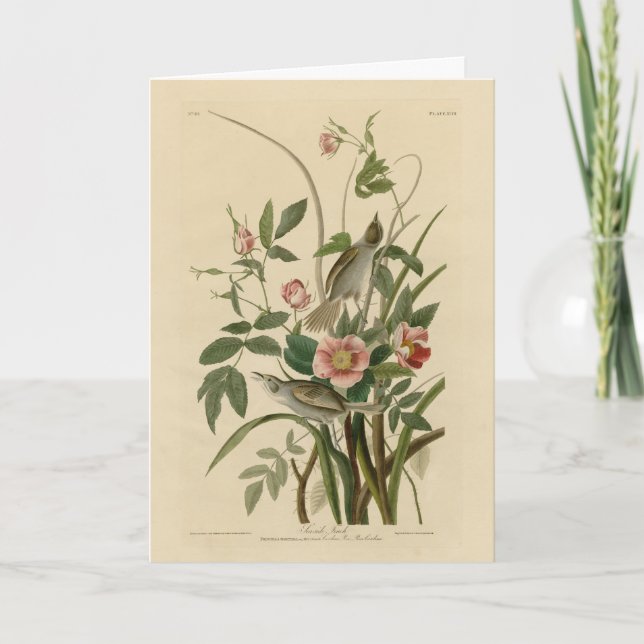 Seaside Finch (Sparrow) Audubon's Birds of America Card (Front)