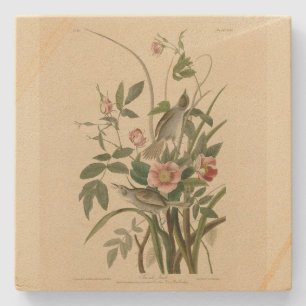 Seaside Finch (Sparrow) Audubon's Birds of America Stone Coaster