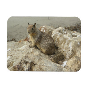 Seaside Squirrel Funny Creature Photo Art Magnet
