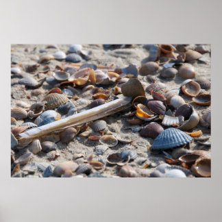 Seaside views - shells poster