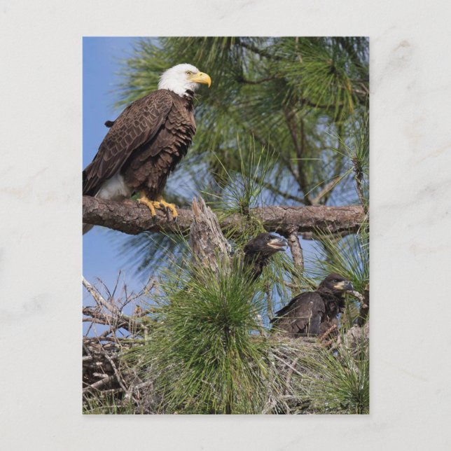 Season 6 E10, E11 & Harriet Post Card (Front)