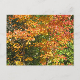 Season of Change Postcard