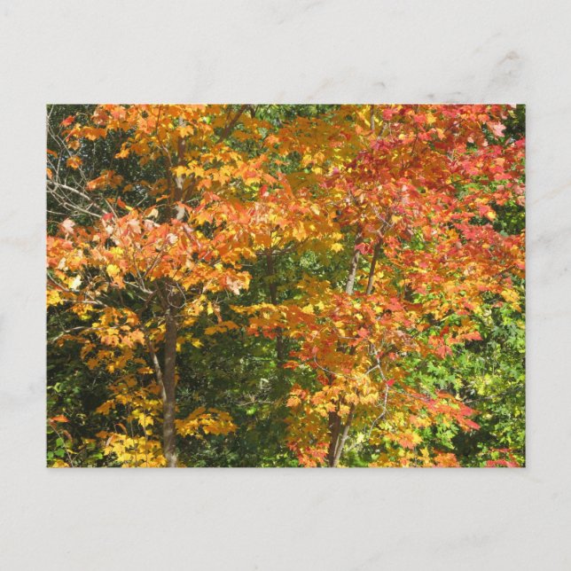 Season of Change Postcard (Front)