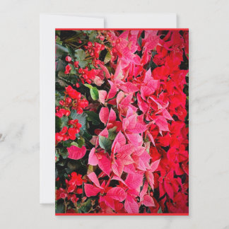 Seasonal Splendour Holiday Card