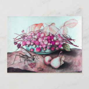 SEASON'S FRUITS 3 POSTCARD