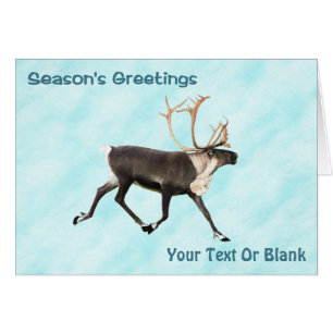 Season's Greetings - Caribou (Reindeer) On Snow