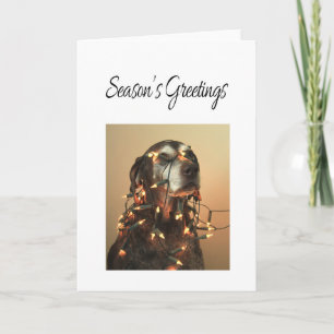 Season's Greetings german shorthaired pointer Holiday Card