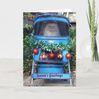 Season's Greetings Holiday Card