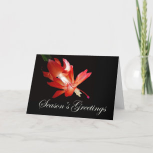 Season's Greetings Red Christmas Cactus Holiday Card